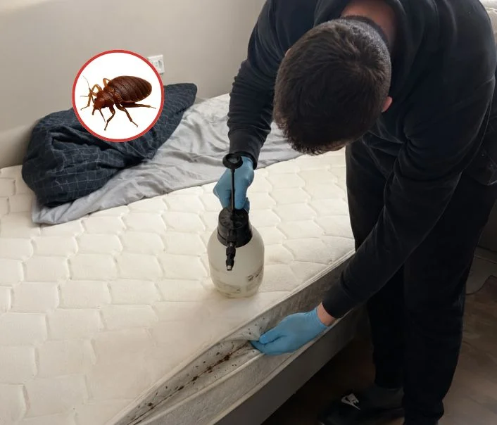Technicien traitant un matelas contre les punaises de lit à Tigery